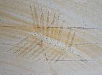 Zamites feneonis BRONGNIART - Bild &copy; FossNet FossilienStore